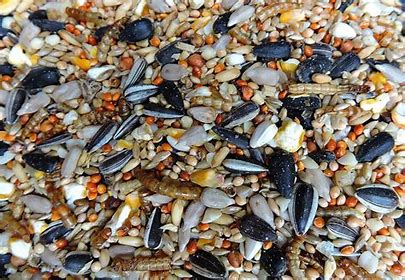 Premium Bird Seed 40lbs