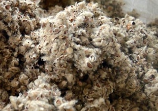 Cotton Seed Hulls
