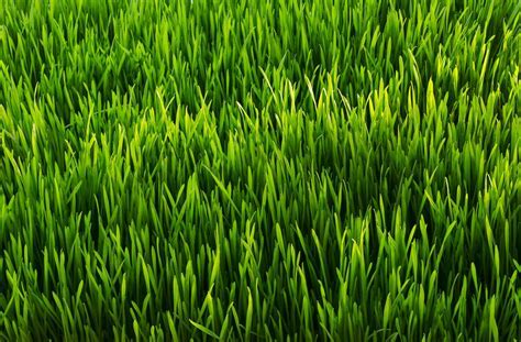 Tuff Turf Grass Seed by #