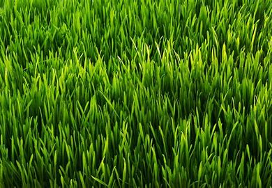 ODOT Roadside Mix Grass Seed 50lb