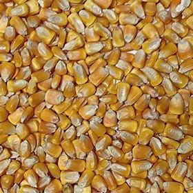 Whole Corn Kalmbach PALLET