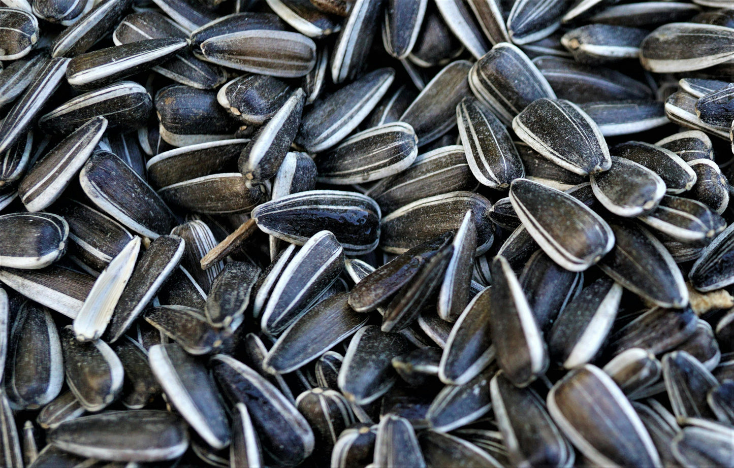 Black Oil Sunflower Seed