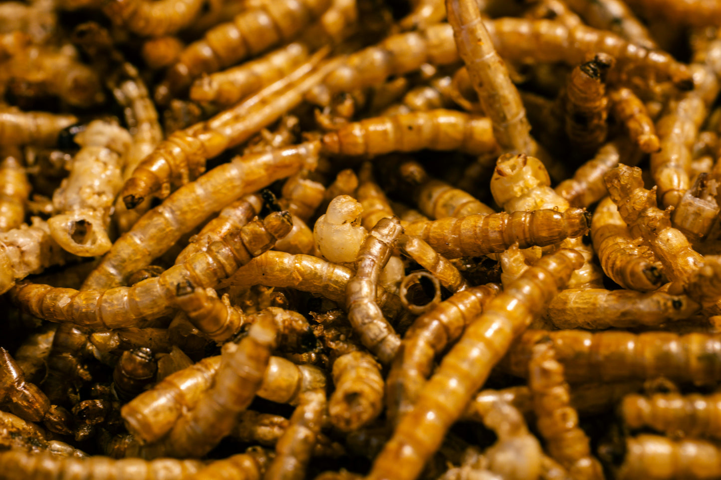 Dried Mealworms 5#