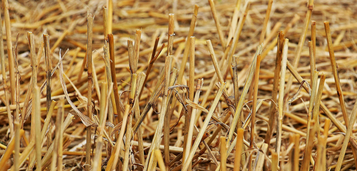 Straw (Bale)