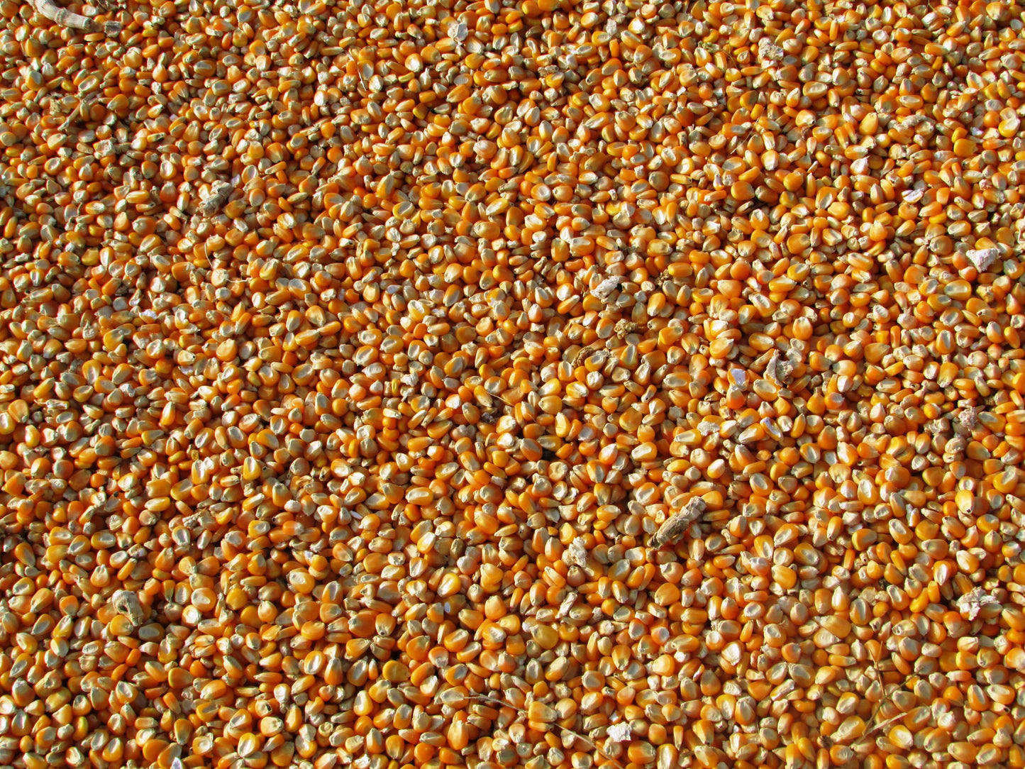 Deer corn