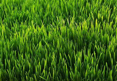 All Purpose Grass Seed 25lbs