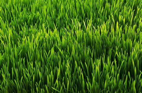 All Purpose Grass Seed by #