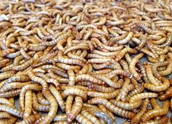 Dried Mealworms 5#